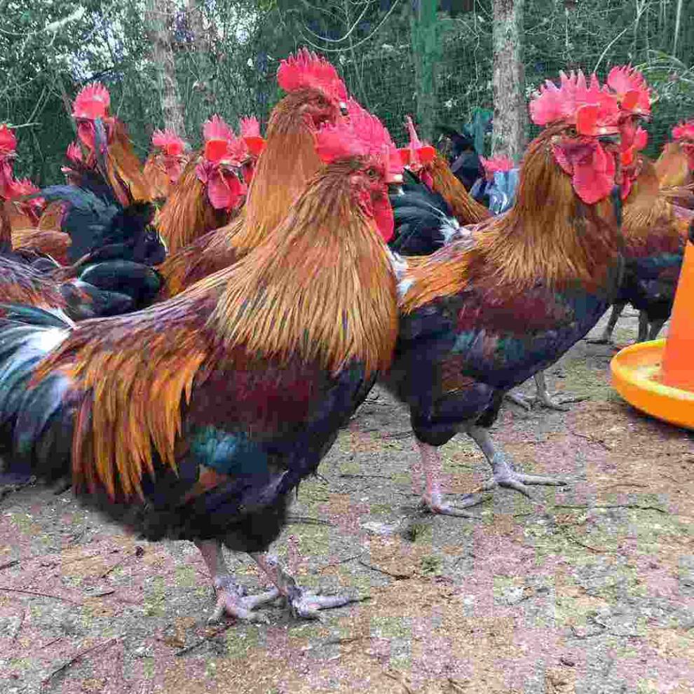 白羽鸡也有土鸡味？广东育成我国首个“黄羽血缘”小白鸡